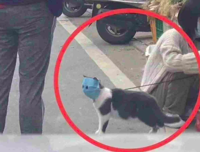Coronavirus, anche i gatti rischiano